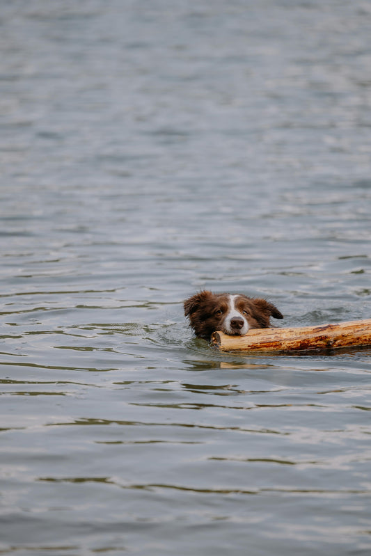 Waterproof GPS Dog Fence – Why It Matters