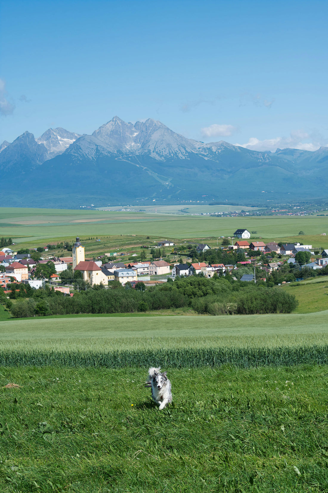 GPS Wireless Dog Fence Buying Guide