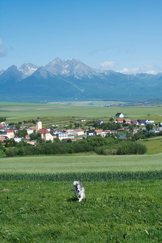 GPS Wireless Dog Fence Buying Guide