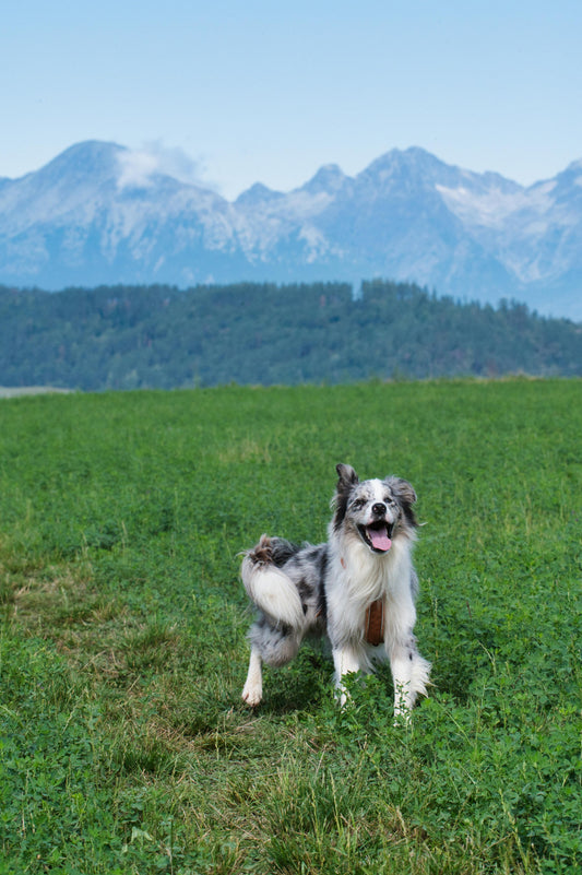 GPS Dog Fence for Farms and Ranches
